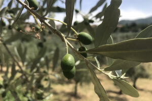 Adotta un albero di Olivo per la tua famiglia